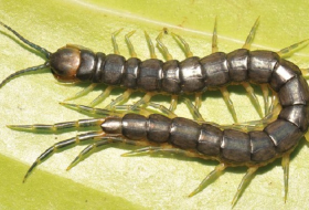 Giant swimming, venomous centipede discovered by accident in world-first